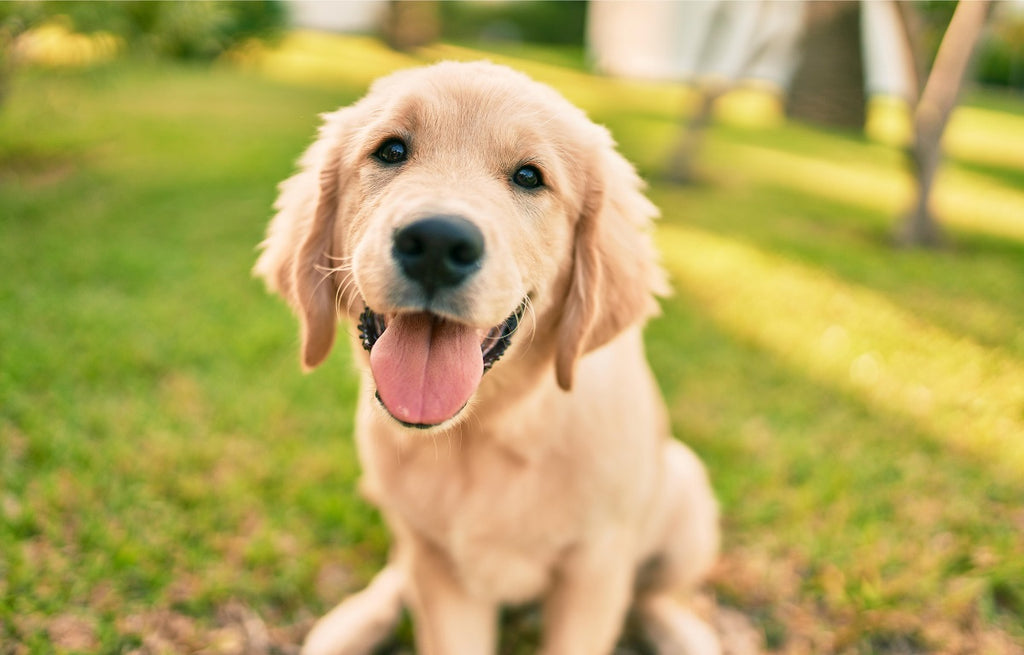 4 Important Ways to Keep Your Pets Safe This Spring